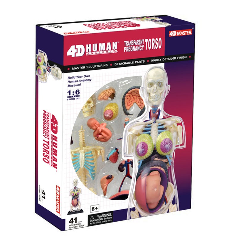Famemaster 4D-Vision Transparent Pregnancy Torso Anatomy Model Multi-colored, 10"